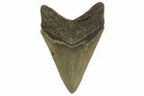 Fossil Megalodon Tooth - Georgia #329844-2